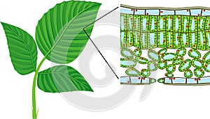 Sectional diagram of plant leaf microscopic structure.